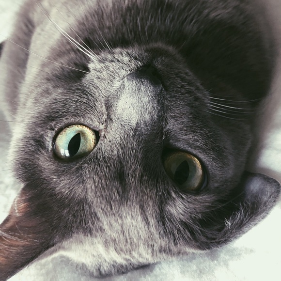 Meet your Posher, Tess - Picture 4 of 5